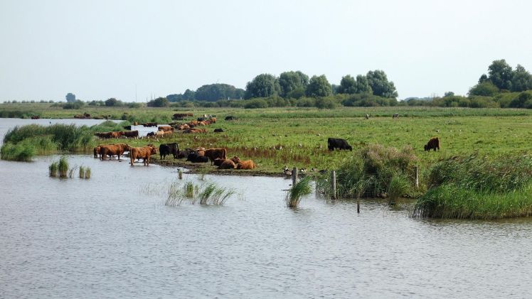 Lauwersmeer